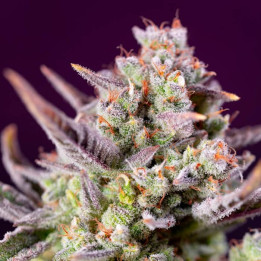 Sweet Zenzation XL Auto