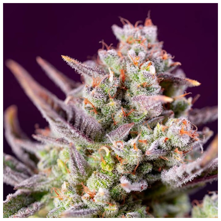 Sweet Zenzation XL Auto
