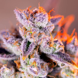 Tropicanna Poison XL Auto