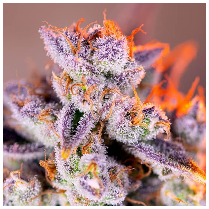 Tropicanna Poison XL Auto
