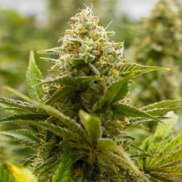 Lemon Haze Feminizada granel