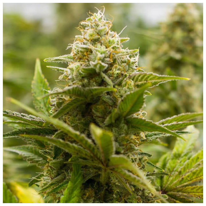 Lemon Haze Feminizada granel