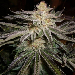 Sour Diesel