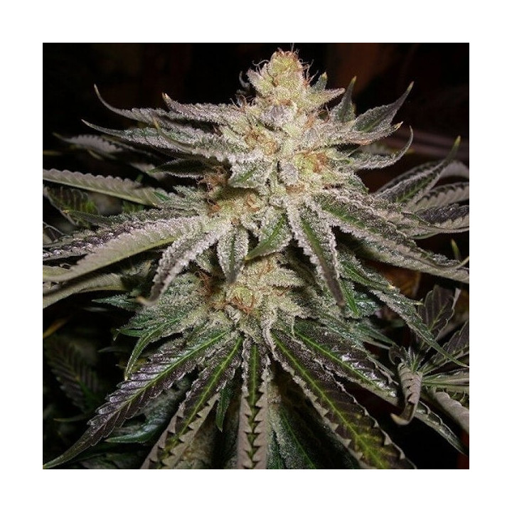 Sour Diesel