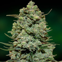 Kush Feminizada granel (SMO)