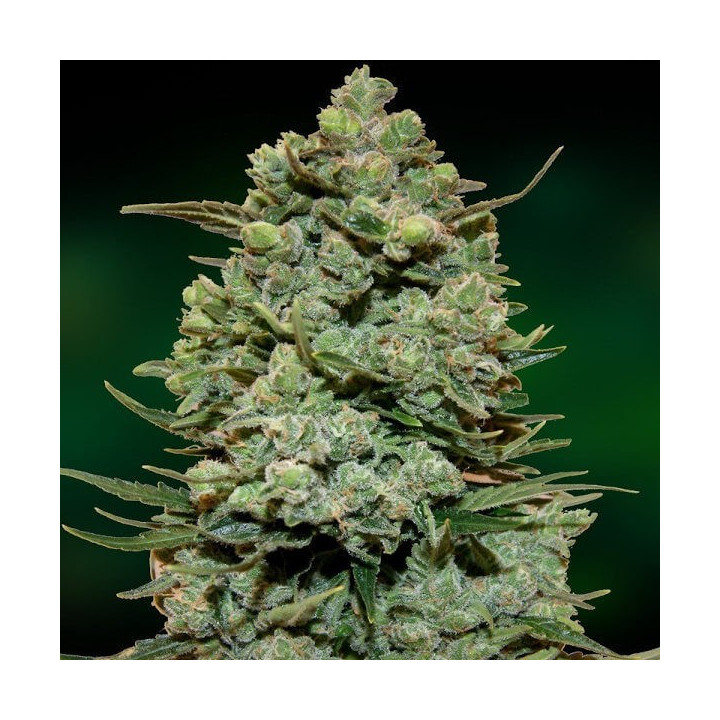 Kush Feminizada granel (SMO)