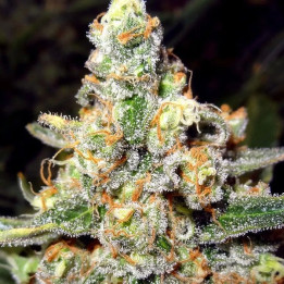 Tahoe Feminizada granel (SMO)