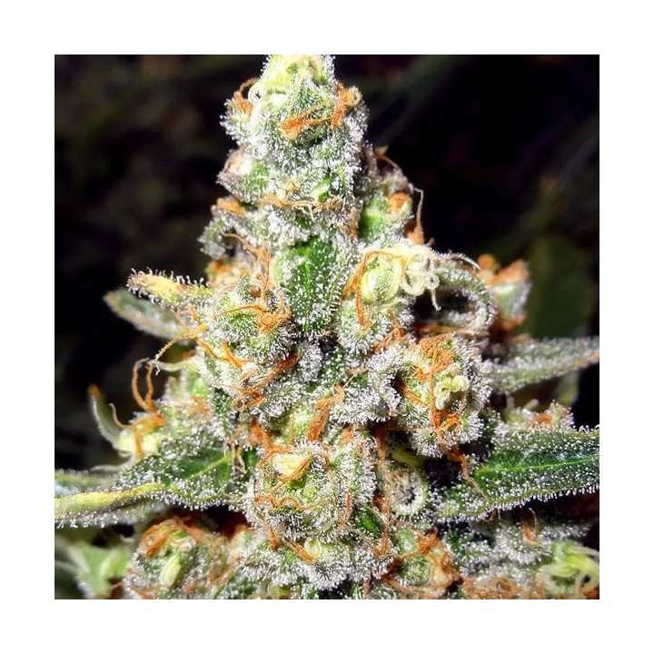 Tahoe Feminizada granel (SMO)