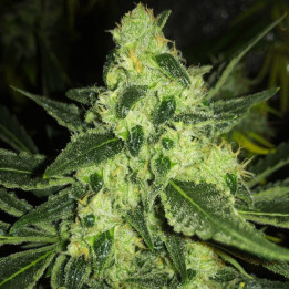 Viuda Blanca Feminizada granel (SMO)