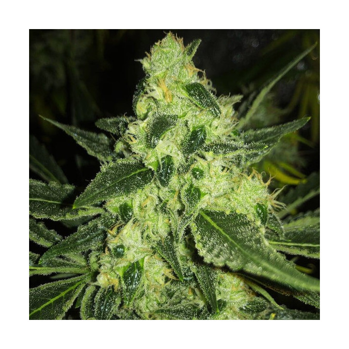 Viuda Blanca Feminizada granel (SMO)