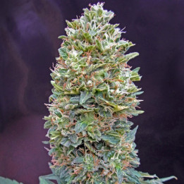 Auto Bubbles Feminizada granel (SMO)