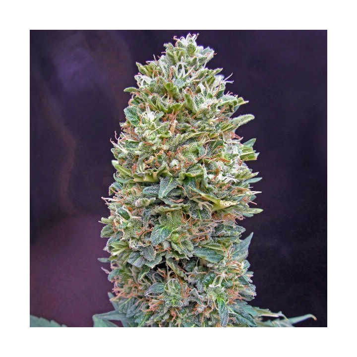 Auto Bubbles Feminizada granel (SMO)