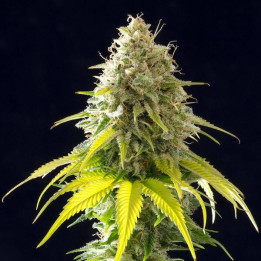 Auto Dominas Feminizada granel (SMO)