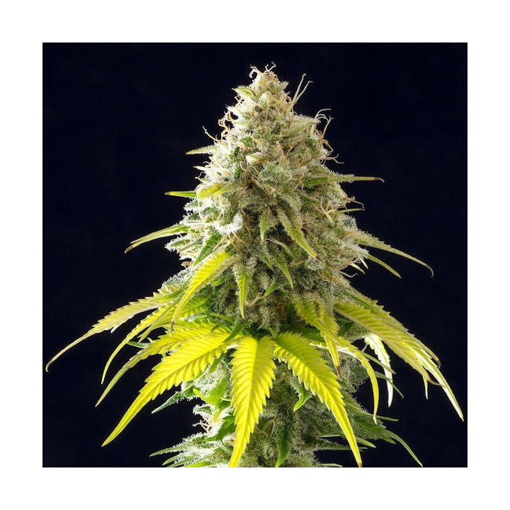 Auto Dominas Feminizada granel (SMO)