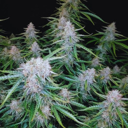 Auto Northern XXL