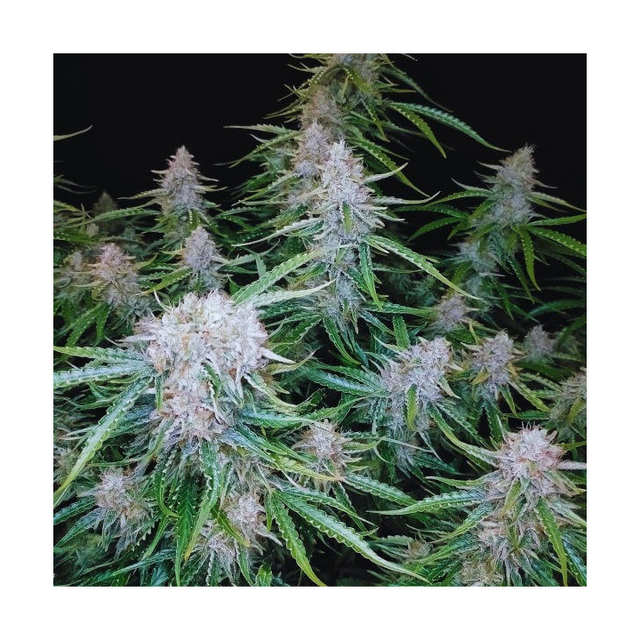Auto Northern XXL