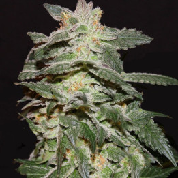 Auto Skunky Feminizada granel (SMO)