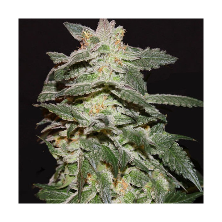 Auto Skunky Feminizada granel (SMO)