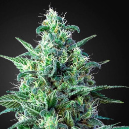 Auto Widow XXL Feminizada granel (SMO)