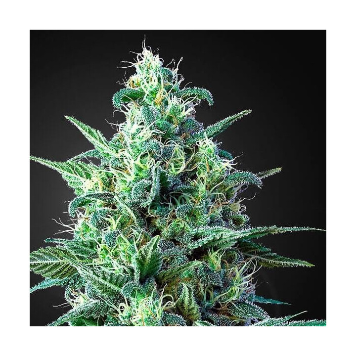 Auto Widow XXL Feminizada granel (SMO)