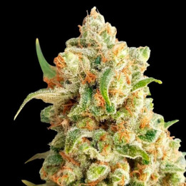 Auto NYC Diesel Feminizada granel (SMO)