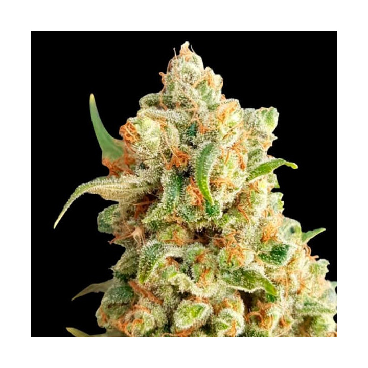 Auto NYC Diesel Feminizada granel (SMO)