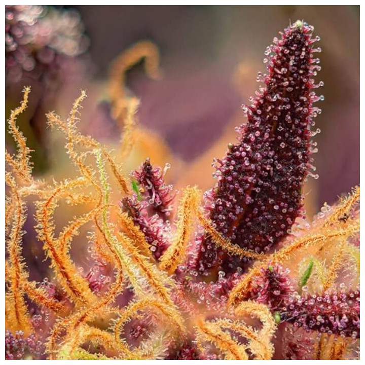 Red Mimossa XL Auto Feminizada