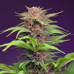 Red Mimossa XL Auto Feminizada