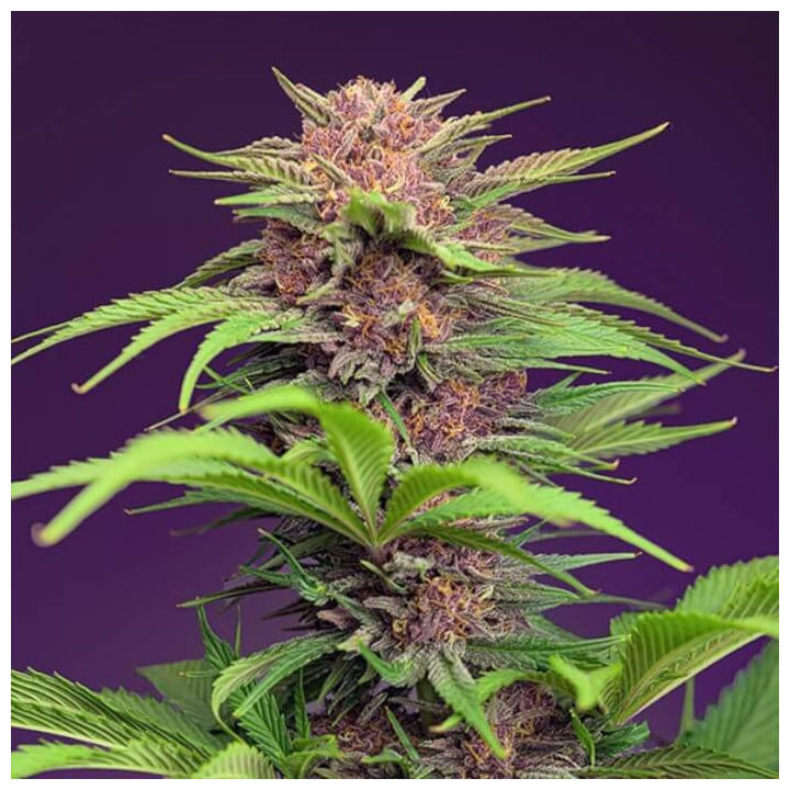 Red Mimossa XL Auto Feminizada
