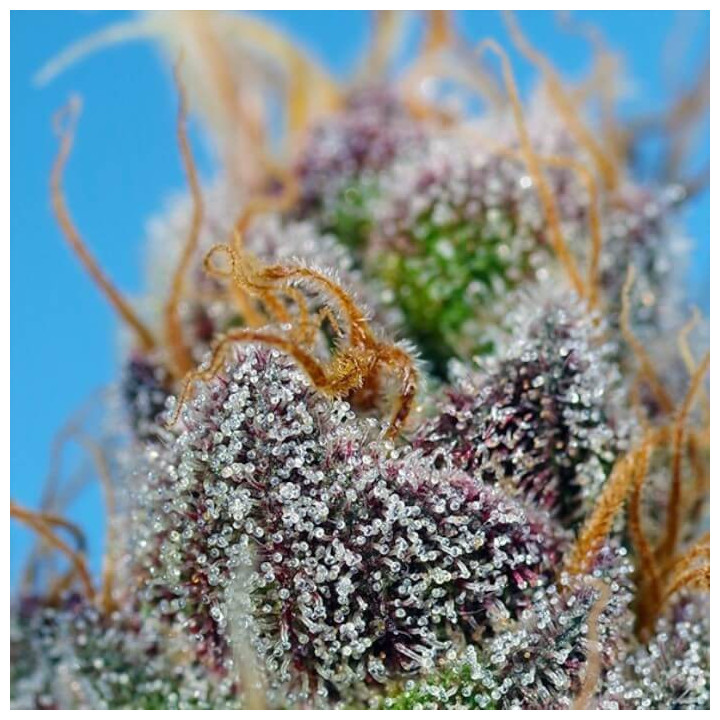 Strawberry Cola Sherbet F1 Fast Version