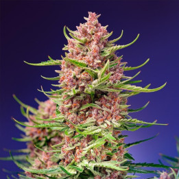 Strawberry Cola Sherbet F1 Fast Version