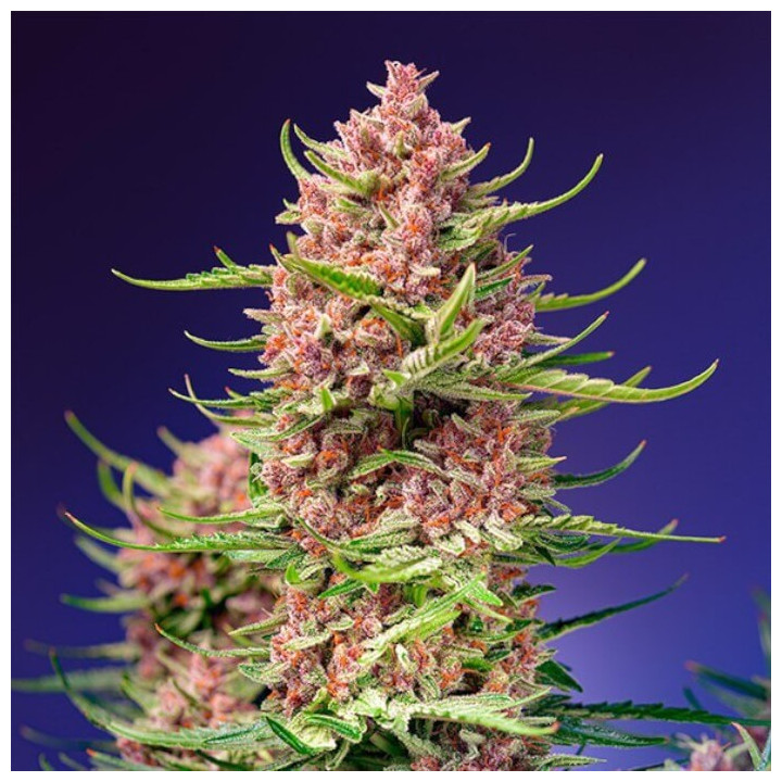 Strawberry Cola Sherbet F1 Fast Version