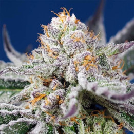 Orange Apricot Glue XL Auto