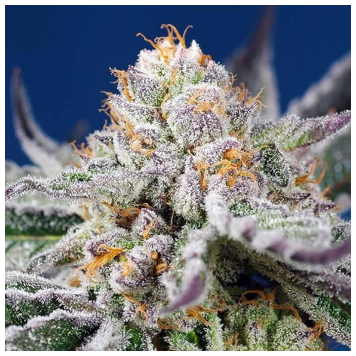 Orange Apricot Glue XL Auto