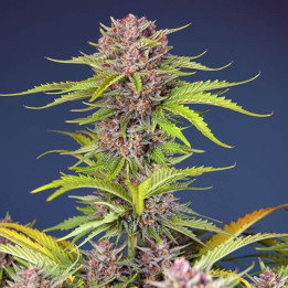 Mimosa Bruce Banner XL Auto