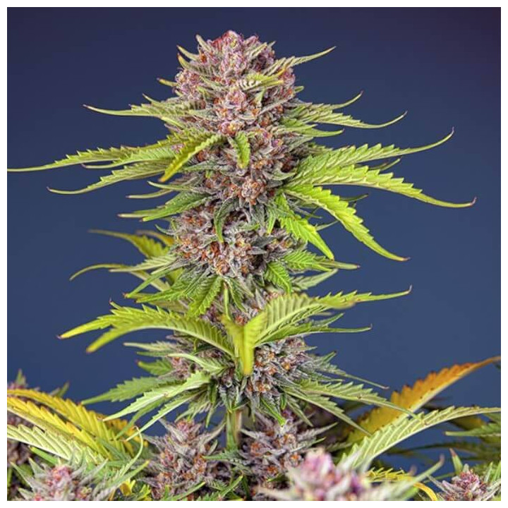 Mimosa Bruce Banner XL Auto