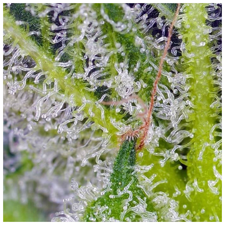 Sweet Mandarine Zkittlez XL Auto