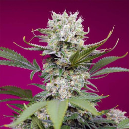 Sweet Mandarine Zkittlez XL Auto