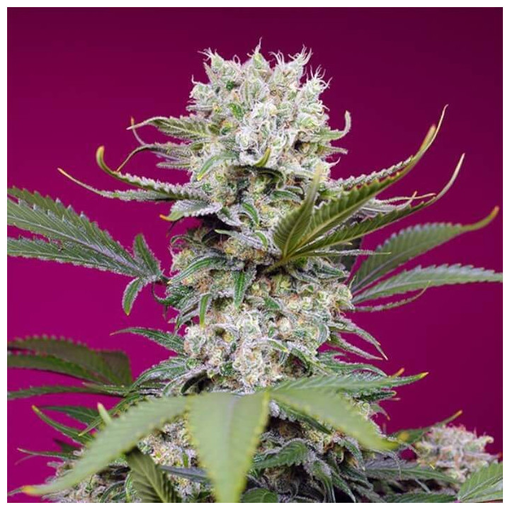Sweet Mandarine Zkittlez XL Auto