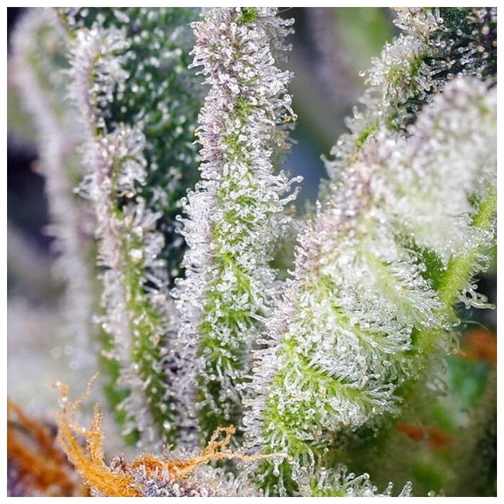 Sweet Mandarine Zkittlez F1 Fast Version