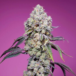 Sweet Mandarine Zkittlez F1 Fast Version
