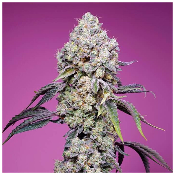 Sweet Mandarine Zkittlez F1 Fast Version