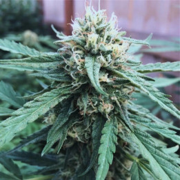 CBD Kritikal