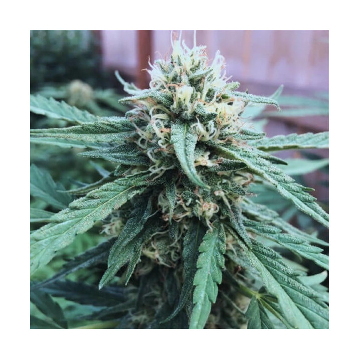 CBD Kritikal