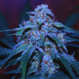Big Bud Fast Version