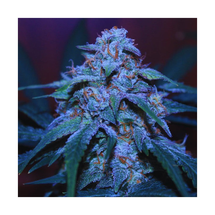 Big Bud Fast Version