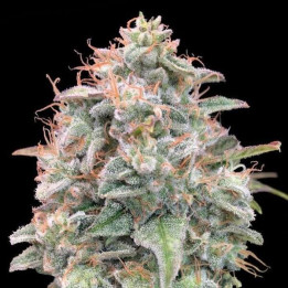 Auto Banana Cookies Advanced Seeds