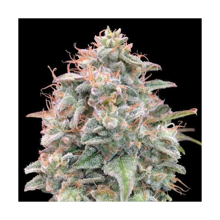 Auto Banana Cookies Advanced Seeds