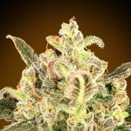 Auto Biodiesel Mass XXL Advanced Seeds