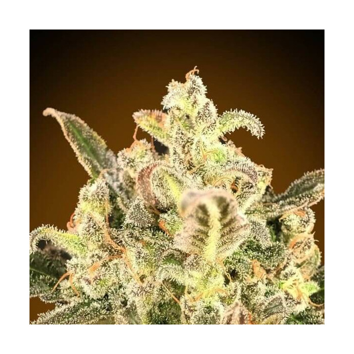 Auto Biodiesel Mass XXL Advanced Seeds